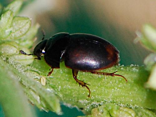Sphaeridium marginatum
