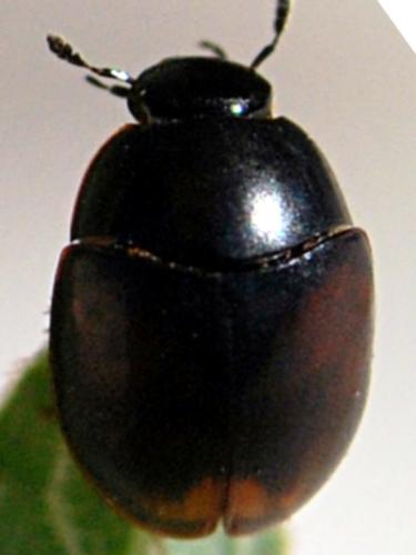 Réf. 149 433 : Sphaeridium marginatum