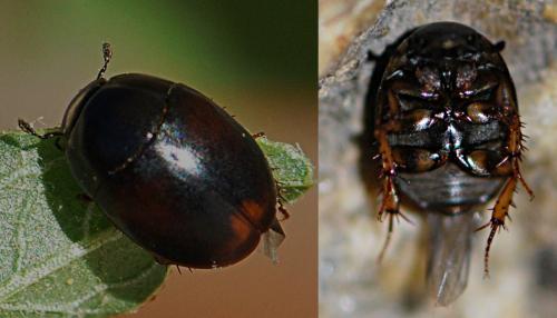 Sphaeridium marginatum