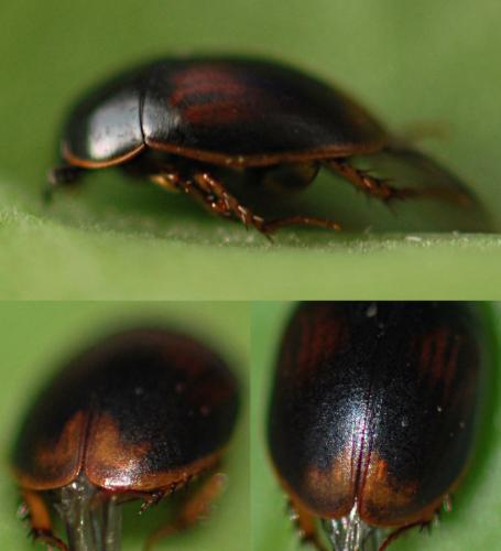 Réf. 149 435 : Sphaeridium marginatum