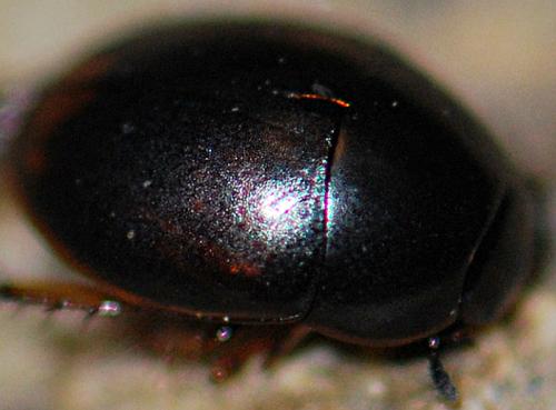 Réf. 149 434 : Sphaeridium marginatum