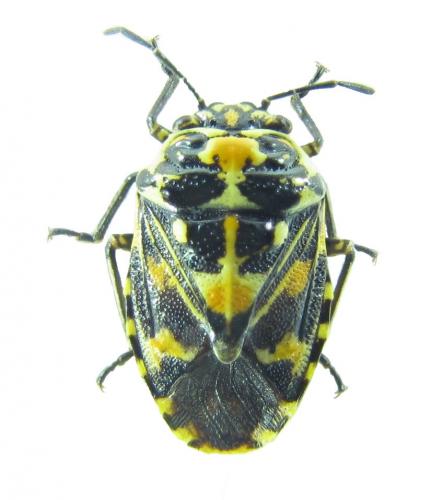 Stenozygum coloratum
