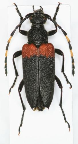Stictoleptura canadensis canadensis