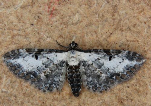 Réf. 149 958 : Eupithecia succenturiata