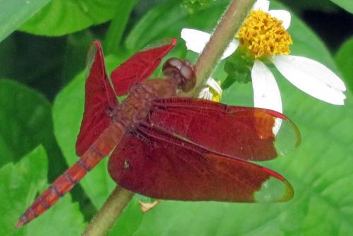Réf. 149 651 : Neurothemis fulvia