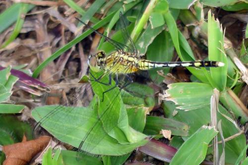 Réf. 149 381 : Diplacodes trivialis