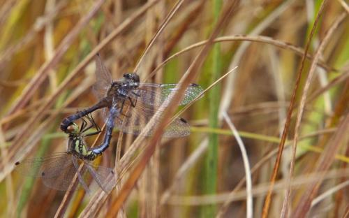 Réf. 149 245 : Sympetrum danae
