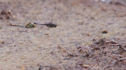 Réf. 149 246 : Sympetrum danae