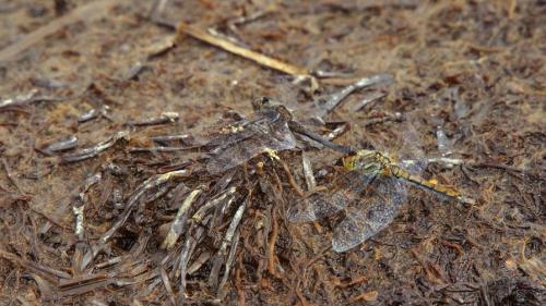 Réf. 149 247 : Sympetrum danae
