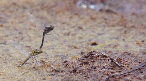 Réf. 149 248 : Sympetrum danae