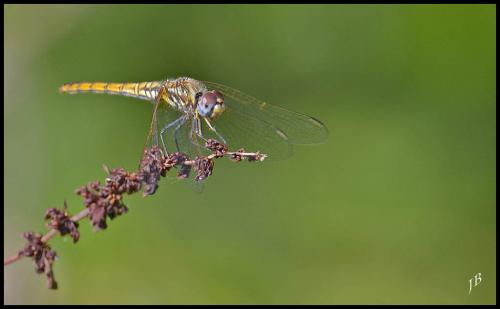 Réf. 149 286 : Trithemis annulata