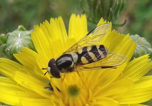 Réf. 149 110 : Dasysyrphus albostriatus
