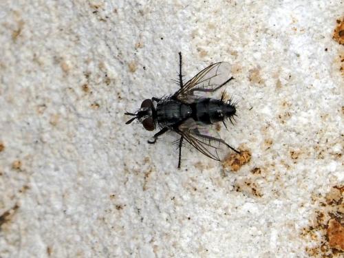 Exorista sp.