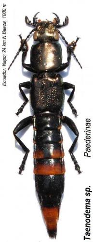Réf. 149 932 : Taenodema sp.