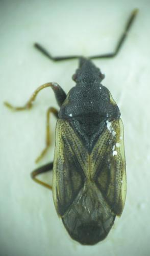 Réf. 149 583 : Taphropeltus intermedius