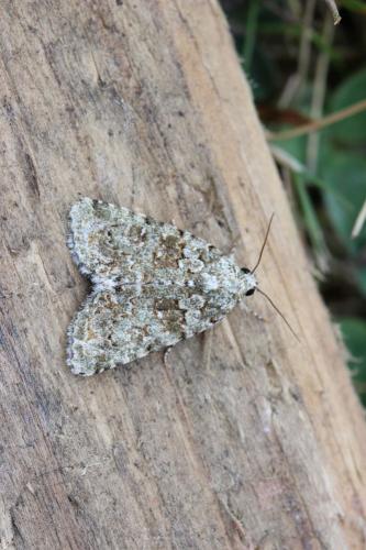 Nyctobrya muralis