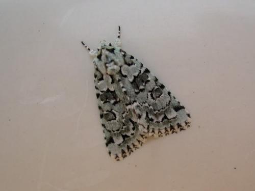 Réf. 149 520 : Nyctobrya muralis