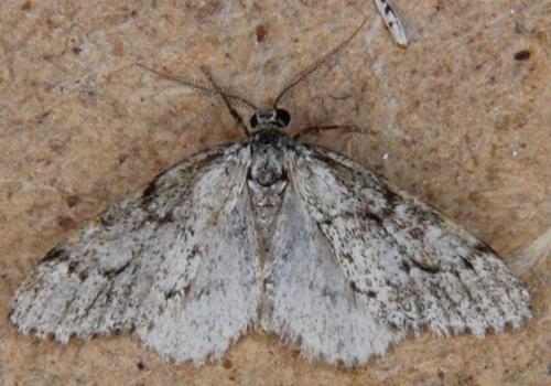 Réf. 149 643 : Tephronia sepiaria