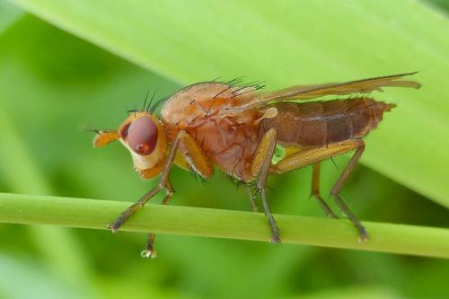 Tetanocera arrogans