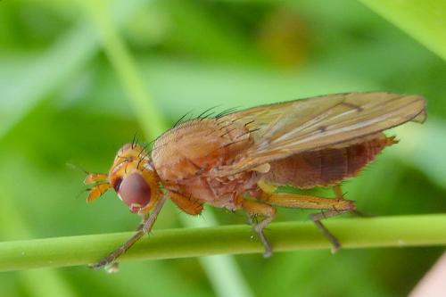 Réf. 149 453 : Tetanocera arrogans