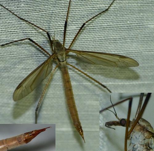Tipula paludosa