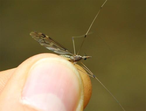 Tipula rufina