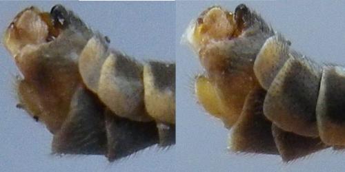 Tipula sp.