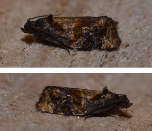 Réf. 149 086 : Ditula angustiorana