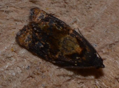 Réf. 149 087 : Ditula angustiorana