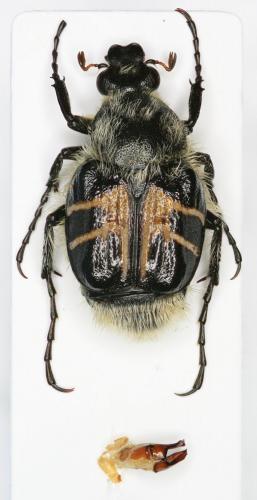 Trichiotinus assimilis