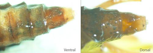 Réf. 149 177 : Rhyacophila dorsalis