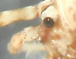 Paroligolophus agrestis
