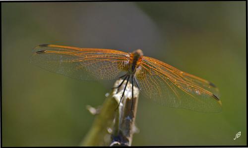 Trithemis annulata