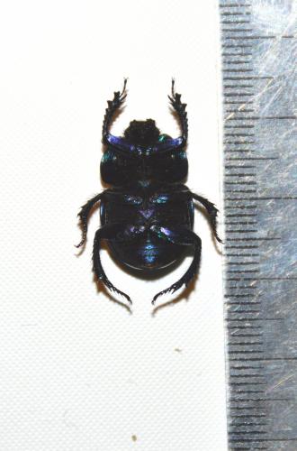 Trypocopris vernalis