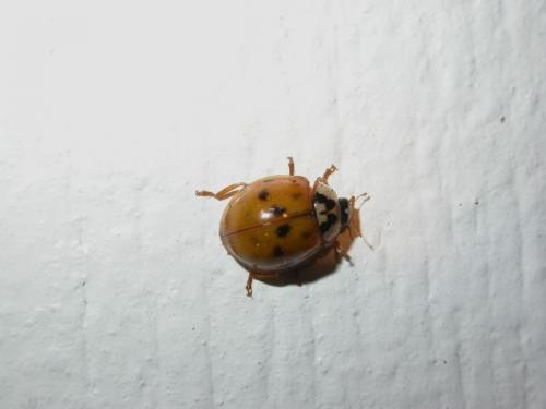 Harmonia axyridis