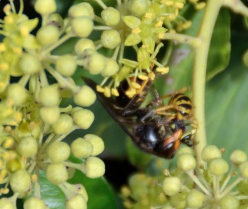 Vespa velutina
