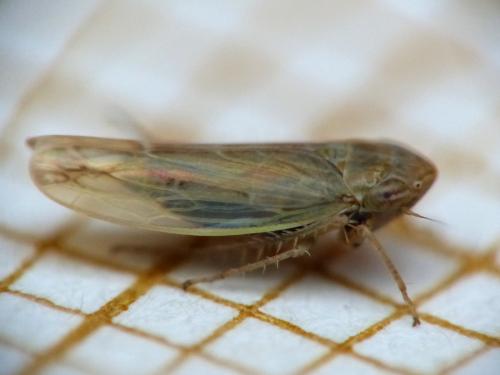 Psammotettix helvolus