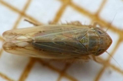 Psammotettix helvolus