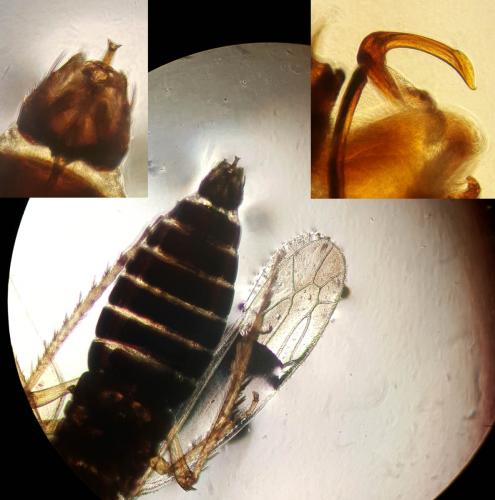 Psammotettix helvolus