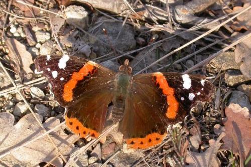 Réf. 149 744 : Vanessa atalanta