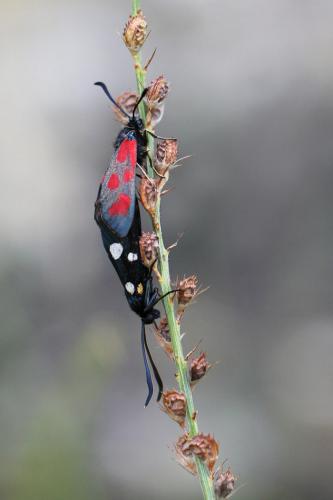 Zygaena divers