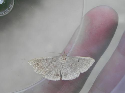 Zanclognatha lunalis