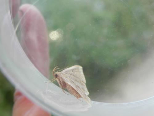 Réf. 149 454 : Zanclognatha lunalis