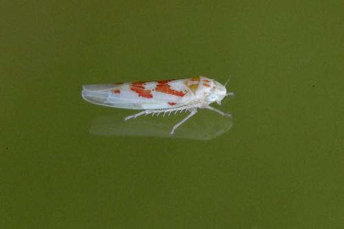 Zygina sp.