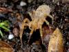 Zoropsis spinimana