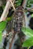 149516 – Photo : Liboupat – Thaïlande