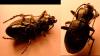 Carabus problematicus