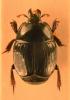 Hister bissexstriatus