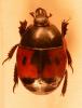 Hister bipunctatus