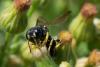 149868 – Photo : Fabricius – France (13)